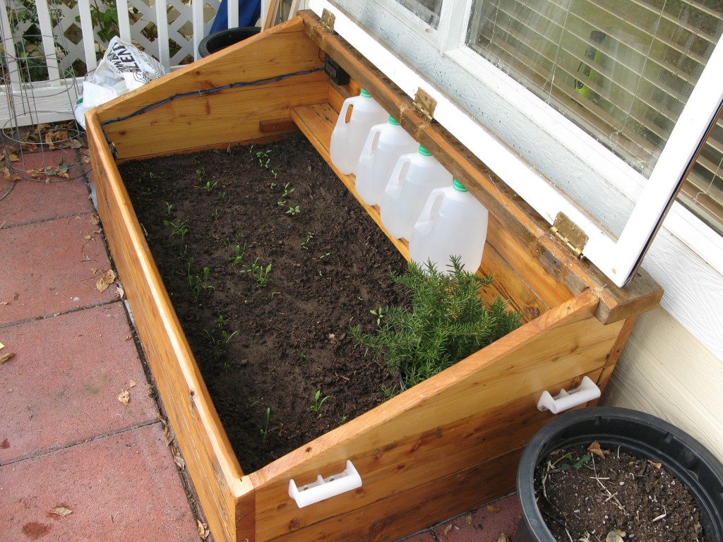 The whole enchilada in the cold frame.